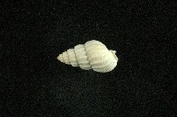 藏品(織紋螺)的圖片